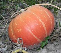 vegtables-squash